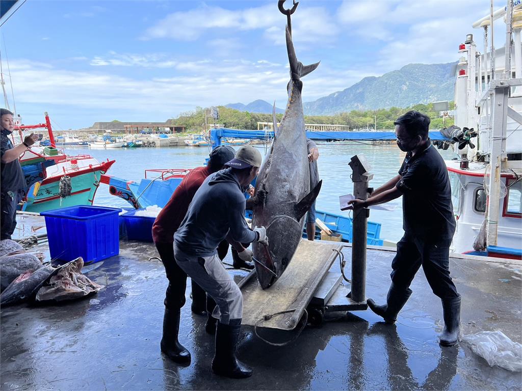 快新聞／海上移動Buffet　台東漁民捕獲「黑鮪魚頭」無奈原因曝