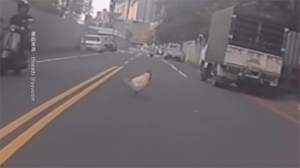 馬路動物逛大街　高雄騎士險撞「雞」、彰化鹿群竄出遭撞