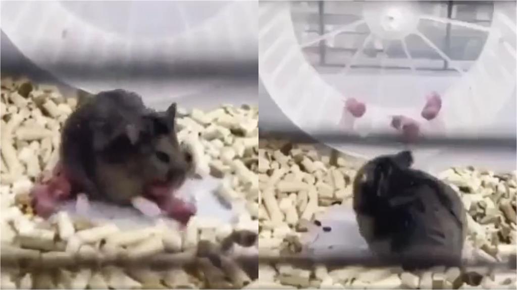 嚴格倉鼠媽硬拖寶寶上滾輪!下秒「5顆小肉豆」彈飛網笑翻:鼠掉了