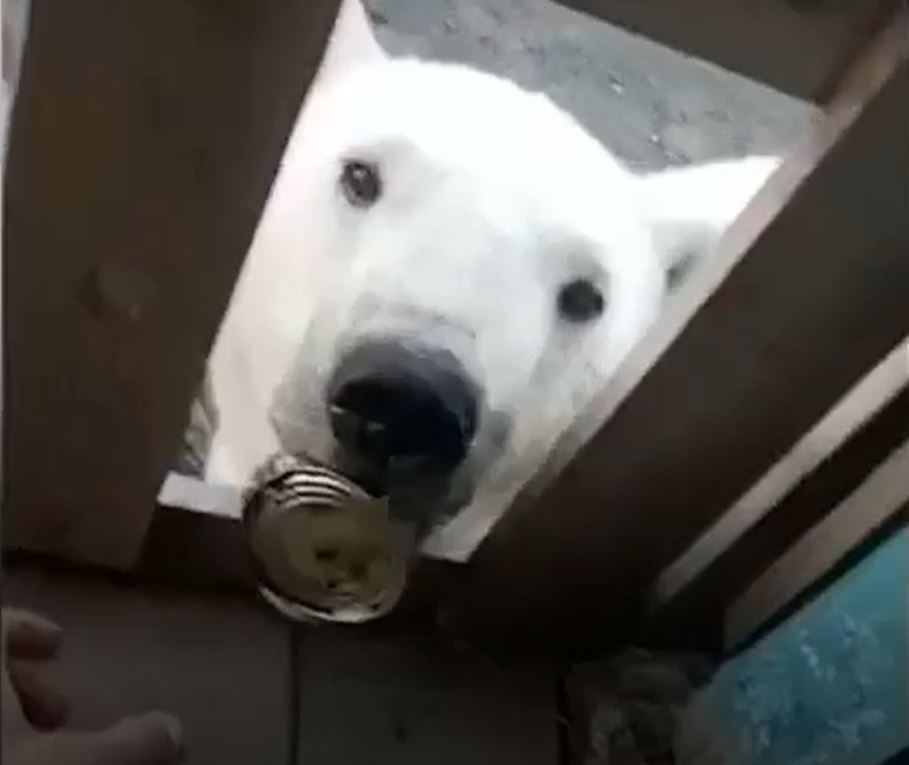 氣候變遷悲歌！北極熊舌頭卡煉乳罐　俄羅斯動物園救援