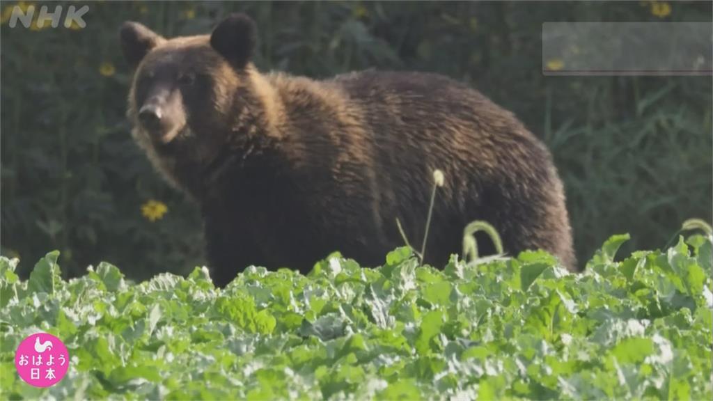 北海道棕熊侵農田年損2.2億日圓　改種「這一味」熊就不來了