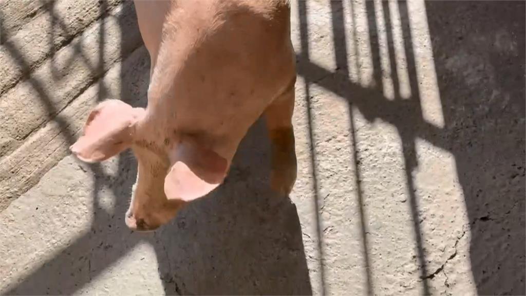 來囉來囉!各地白胖豬豬們上車了 ! 凌晨禁宰令解除「這時間」可買溫體豬