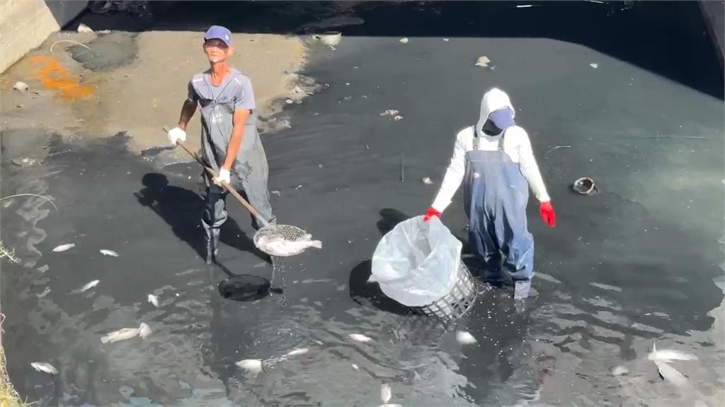 宜蘭打那岸圳驚見「魚群翻肚」　　綿延數十米「屍臭沖天」