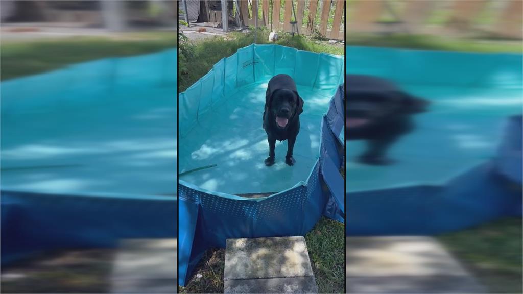 全台唯一電子偵測犬Wafer 活潑好動 下班後愛做「這件事」