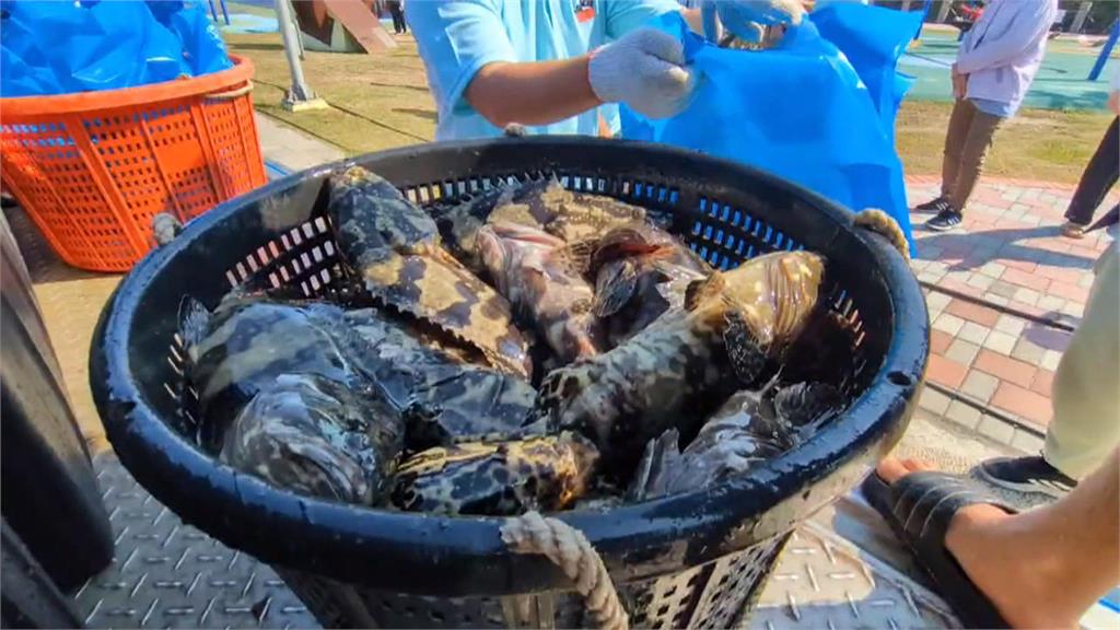 高雄「永安石斑魚節」登場! 綠營初選對手 邱議瑩、許智傑手牽手上台