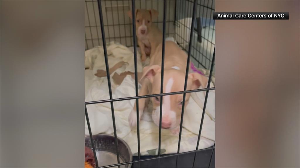 飼養開銷攀升 紐約寵物棄養潮加劇 專家揭省錢技巧