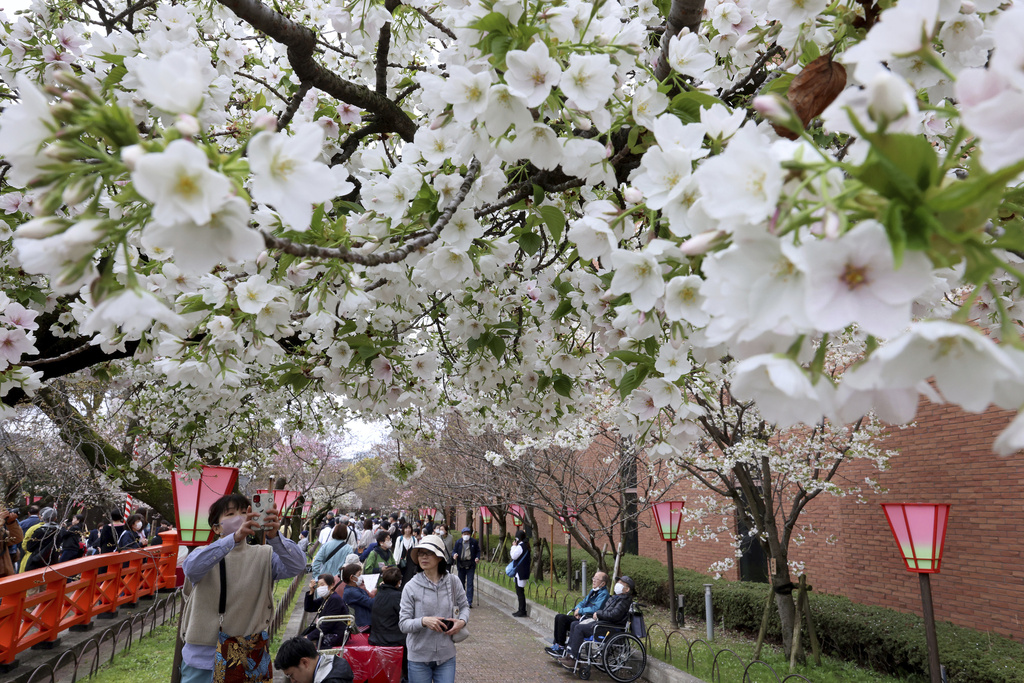 日本賞櫻衝一波！　大阪造幣局「櫻花隧道」　開放僅1週