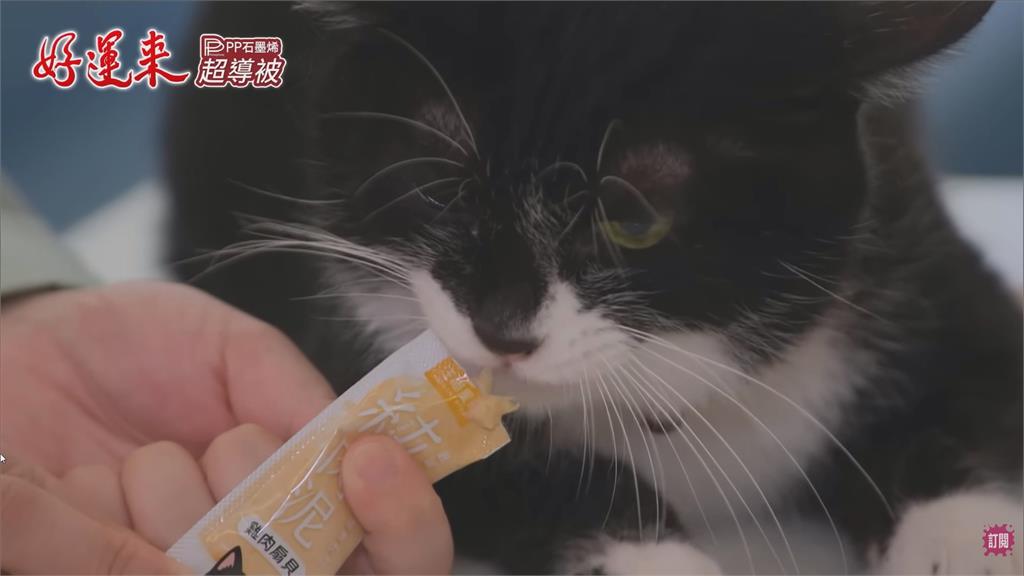 八點檔「世堅」奶牛貓一炮而紅　網友跪求同款肉泥