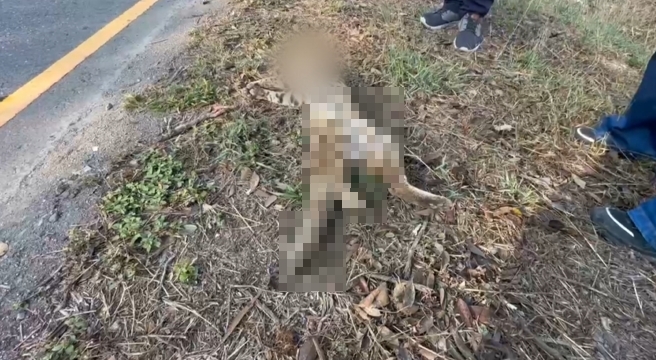 今年首起！彰化和美石虎遭路殺　初判為覓食遭撞亡