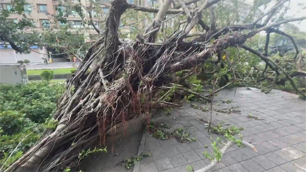 高雄路樹不敵山陀兒強風　大量路樹遭「團滅」連根拔起橫躺路邊