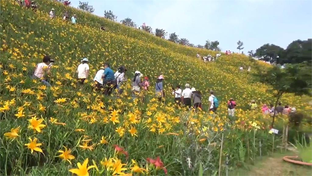賞花亂象!彰化花壇虎山巖金針花海盛開 慘遭遊客踐踏