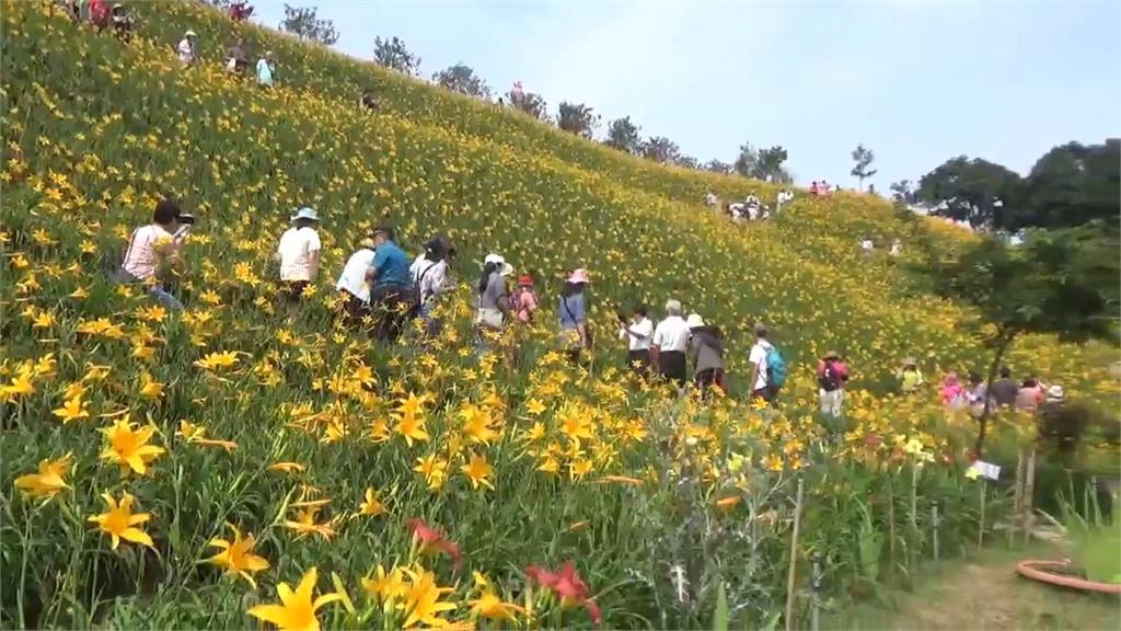 賞花亂象！彰化花壇虎山巖金針花海盛開　慘遭遊客踐踏