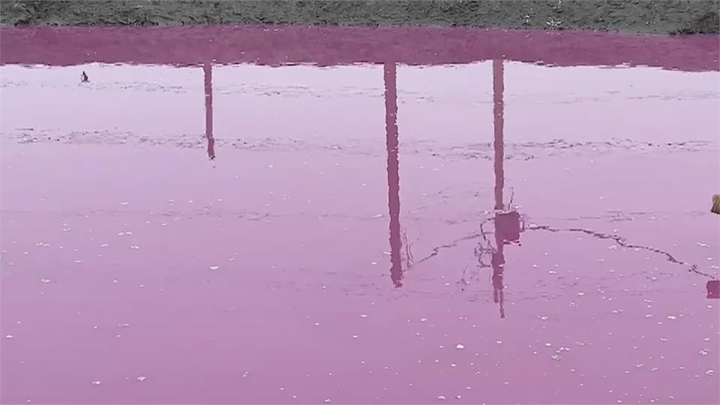 「七股粉紅湖」　民眾亂丟垃圾讓魚塭主人困擾