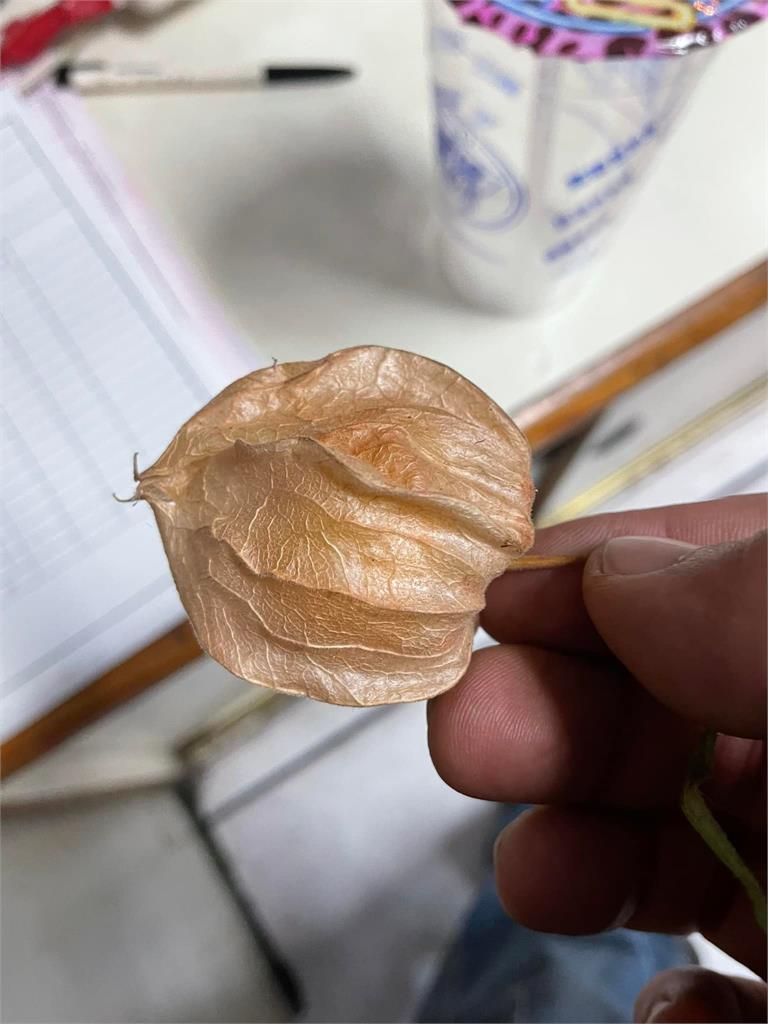 天價水果「1斤1千多」他驚問這啥?釣內行解答:小時候都免錢