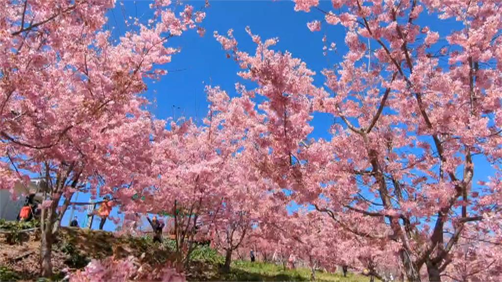 賞櫻看過來　千櫻園粉色櫻花花期估延到「這時間點」