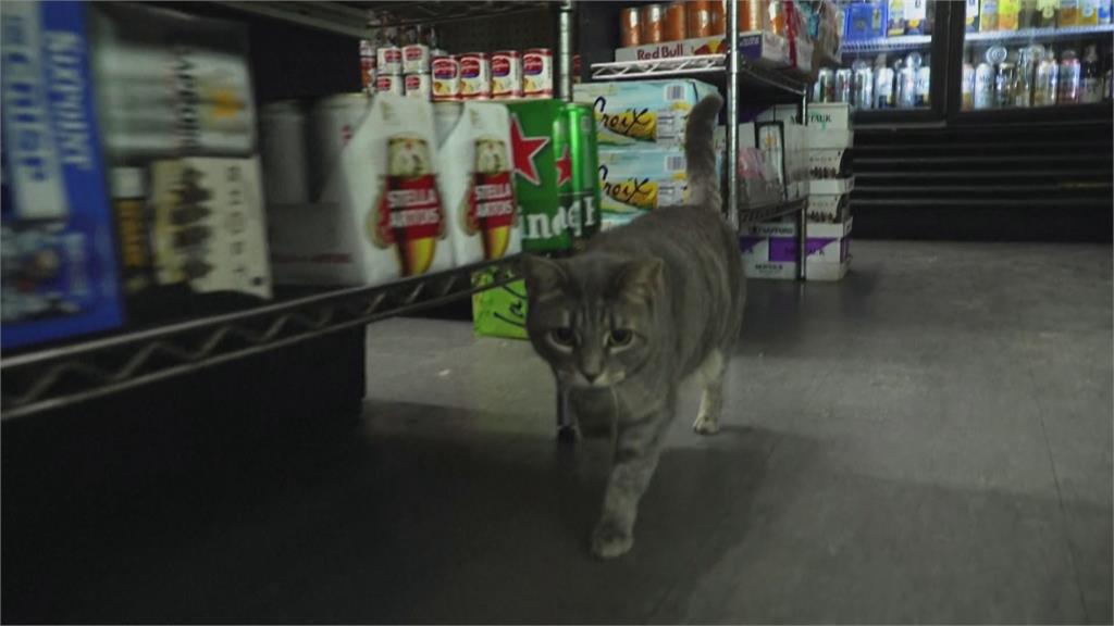 美國雜貨店貓受歡迎　民眾連署立法盼「合法上工」