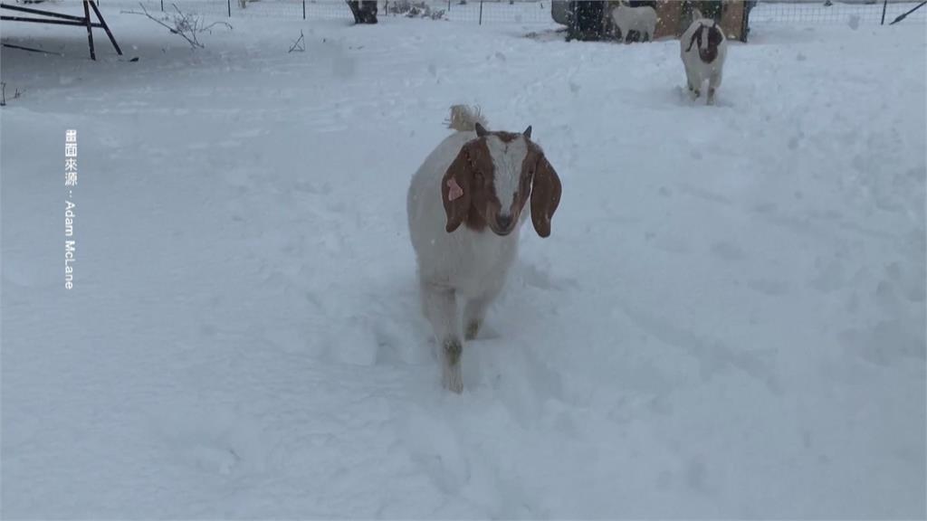 加州下雪了！　水獺摔角大戰超萌