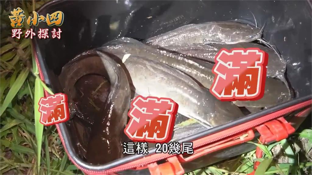 寶特瓶釣法？外來種達人「瓶＋餌」誘獵物上鉤　連抓20多尾老手看傻