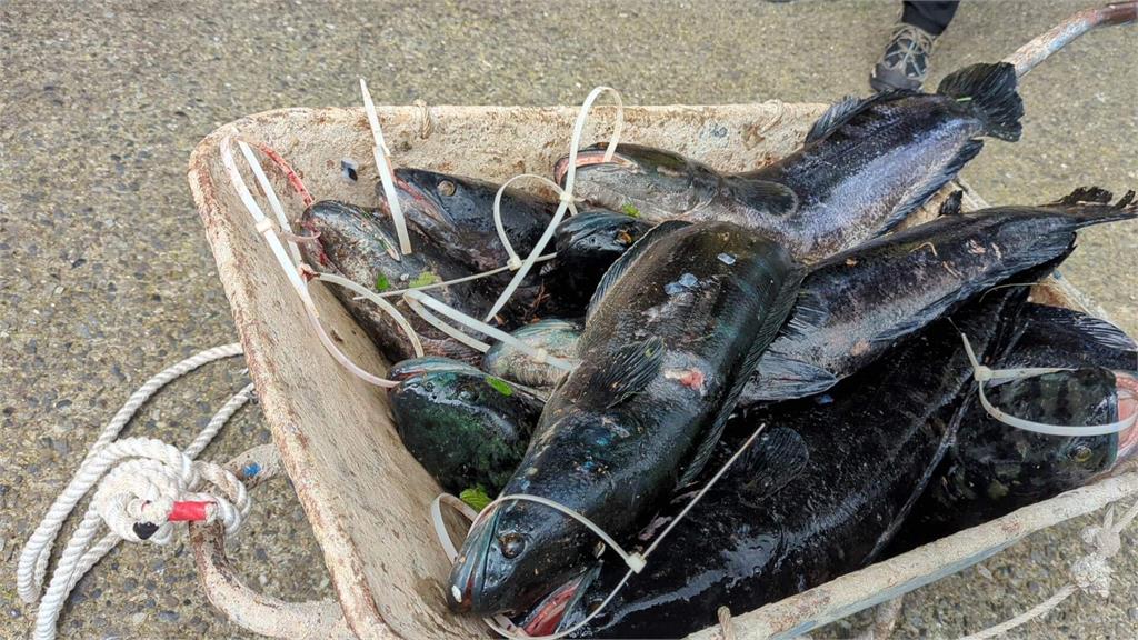 多圖/日月潭「除虎」有成!12條「超巨魚虎」1字排開驚人畫面曝光