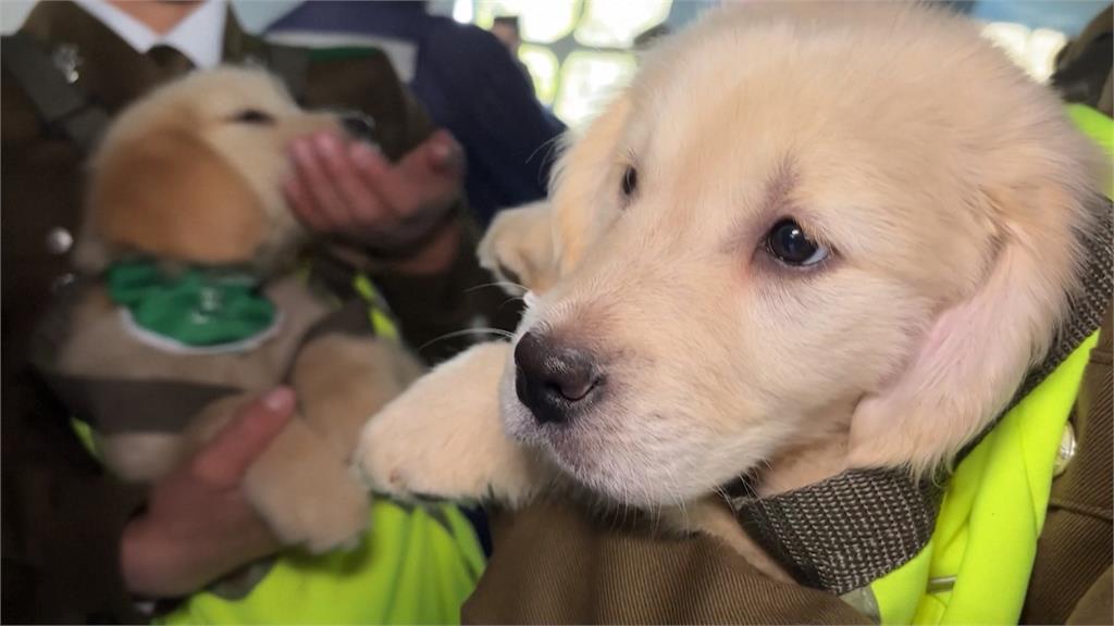 智利大閱兵「超萌警犬」Online！　吸民眾爭相拍照