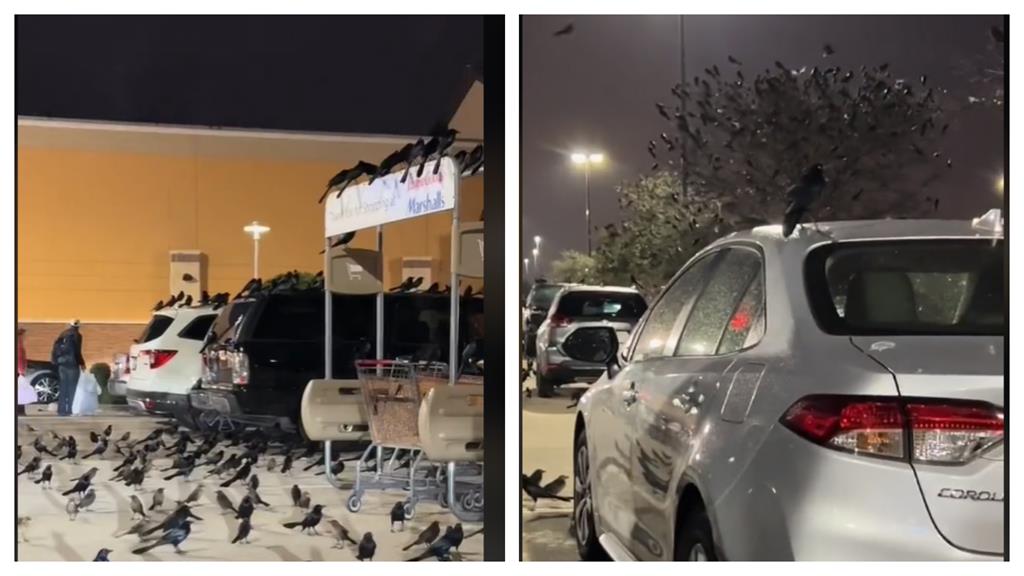 停車場遭「無數黑影攻佔」異象曝　環保組織點「這種鳥」拒讓烏鴉背鍋