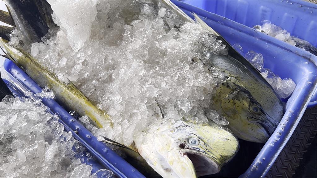 閏2月影響?鬼頭刀漁獲量大減 漁民憂影響5月黑鮪魚季