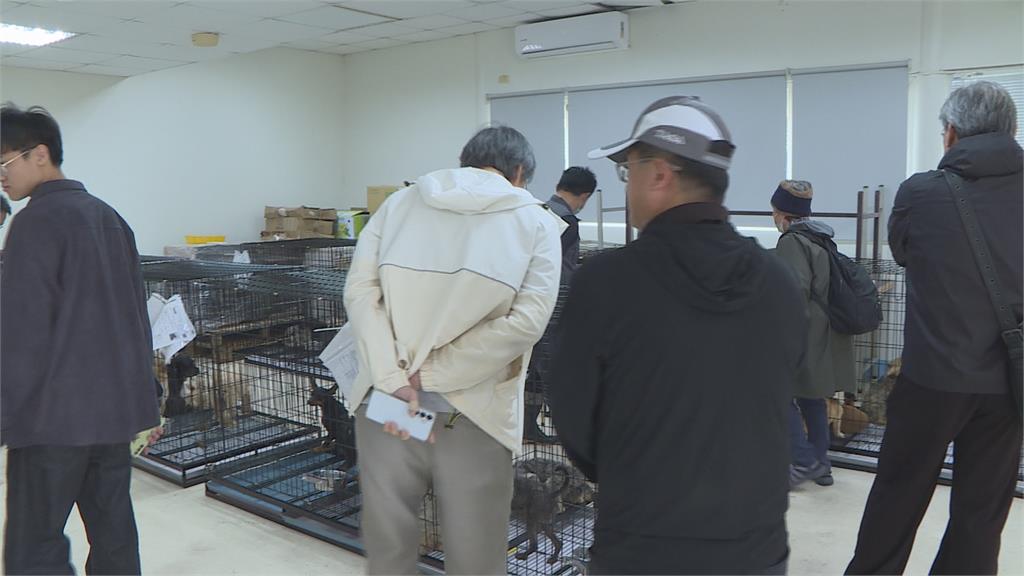 苗栗人人犬舍毛小孩遭割聲帶 首波85隻開放認養