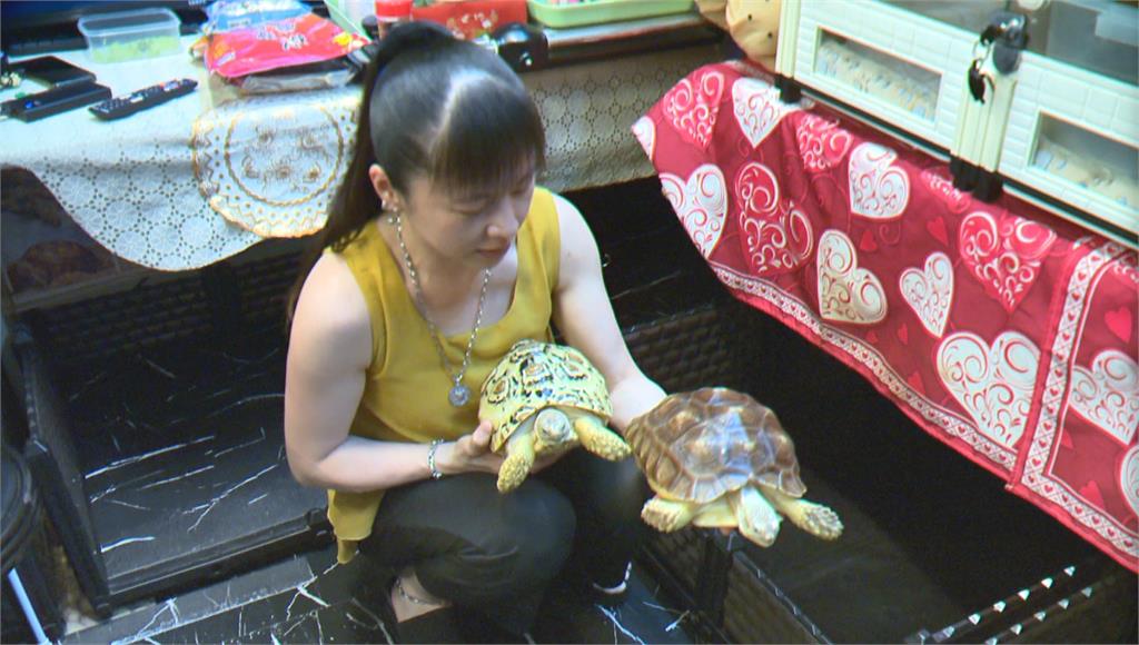 可愛！寵物用品店成陸龜收容所　每隻還有專屬小房間