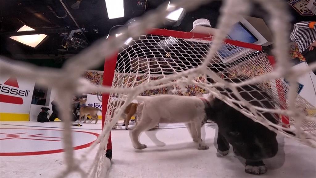 狗狗版NHL激戰! 「32萌犬」搶球守門打冰球