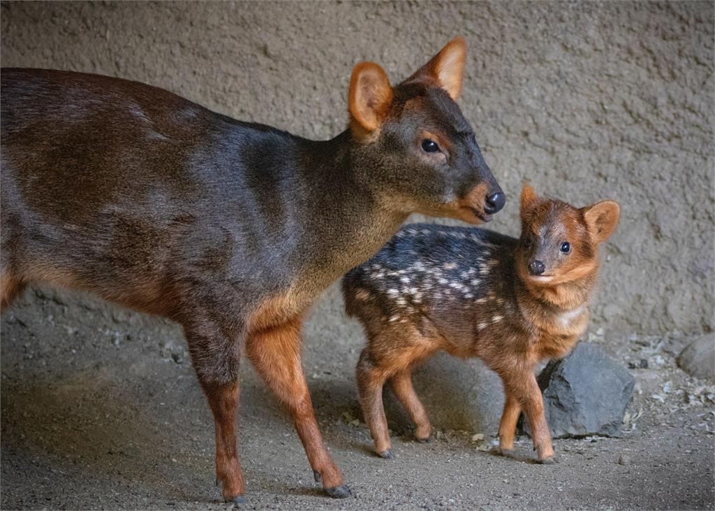 真實版小鹿斑比! 日本埼玉動物公園超萌「智利巴鹿寶寶」亮相