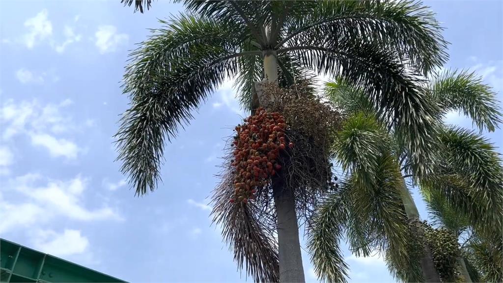 台灣趴趴走／七彩長廊抓小鼠！城市就是博物館！台南新營美術園區！