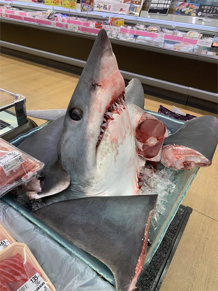 超市驚見可怕鯊魚頭　「兇狠眼神＋尖銳牙齒」血淋淋畫面太衝擊！