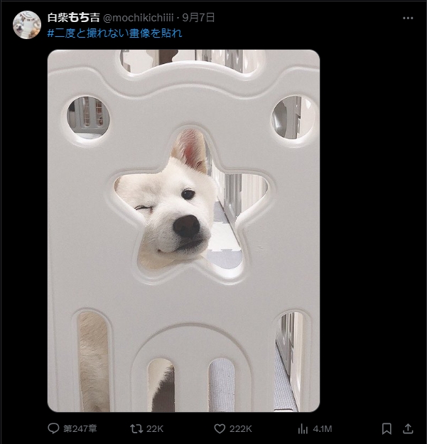 「天選偶像」微微一笑引3百萬人瘋傳 飼主:再也拍不出第2次