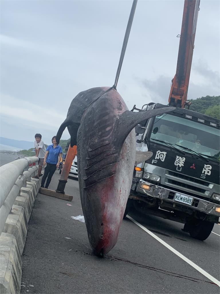 快新聞／5公尺鯨鯊擱淺東海岸死亡　吊掛送台南成大研究
