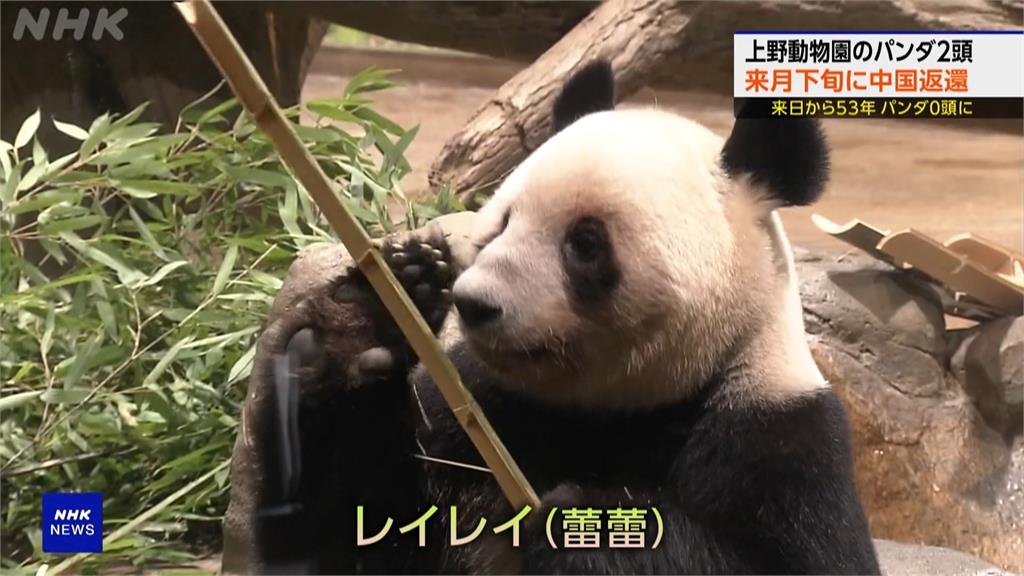 這也要生氣！日議員提和台灣"動物交換"　　國台辦氣炸：癡人說夢