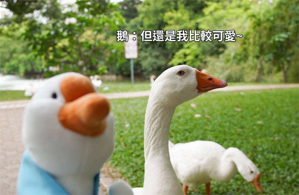 中興大學新生訓練列「鵝勢力SOP」!網笑:南有中山猴、中有中興鵝