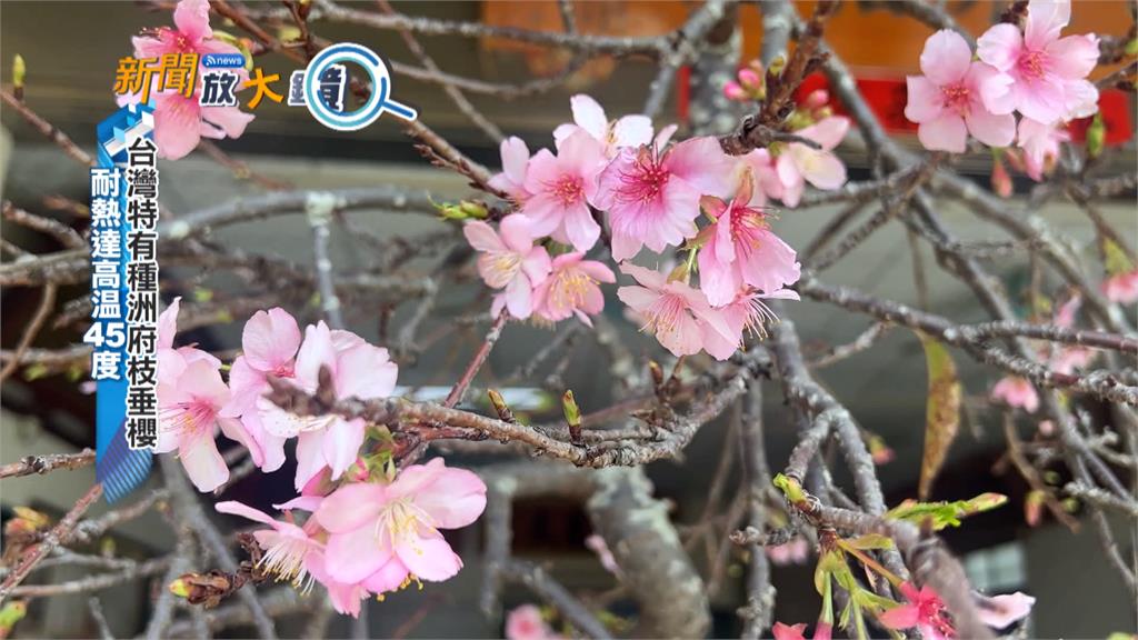 別撲空！全台櫻花季時間大不同　開花時間全看緯度和海拔