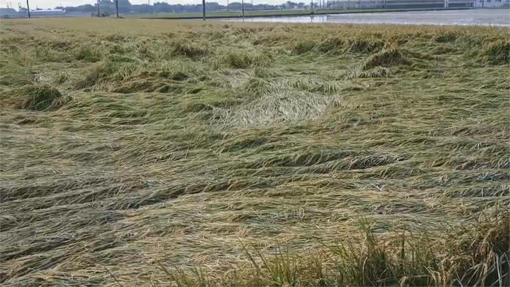 暴雨蔥田全泡水 蔥農欲哭無淚:太陽出來就爛掉