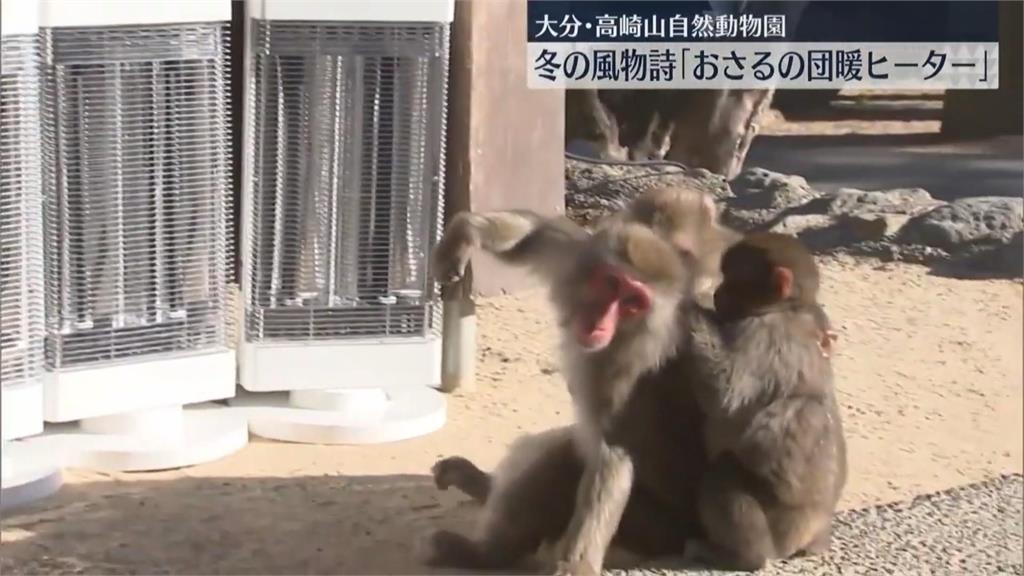冷吱吱！日本大分市高崎山自然動物園搬出電暖器　猴子集體取暖畫面曝光