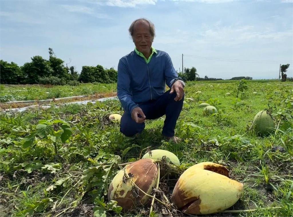 豪雨釀災損！西瓜「裂開腐爛」　恐零收成！彰化福興鄉老農落淚