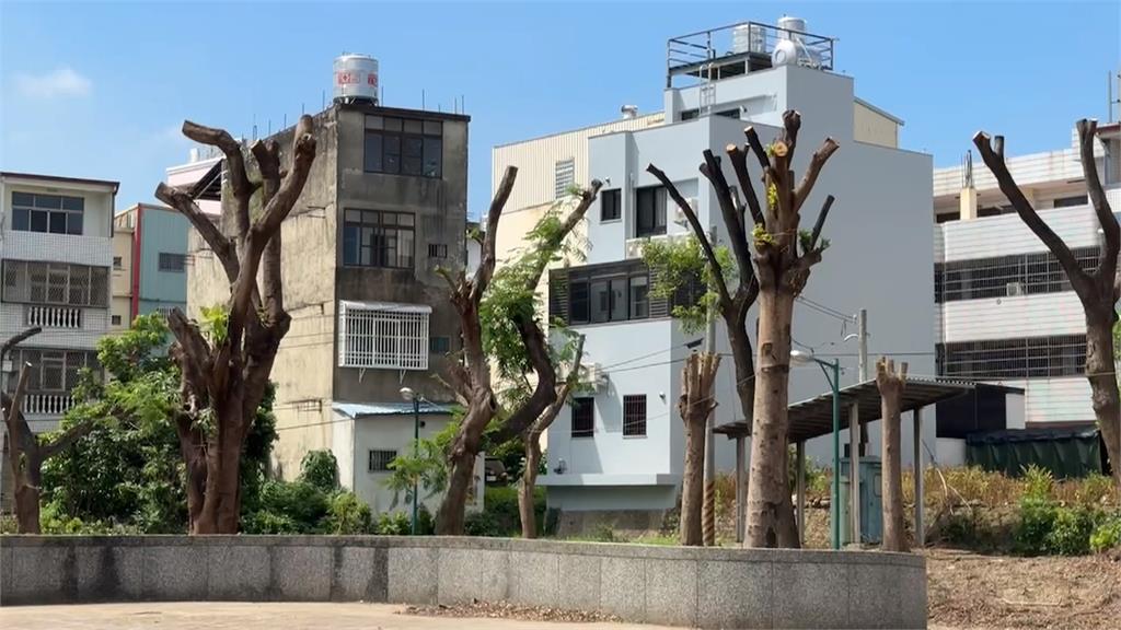 大刀闊斧?南投市成功公園樹木 遭「理光頭」一葉不留