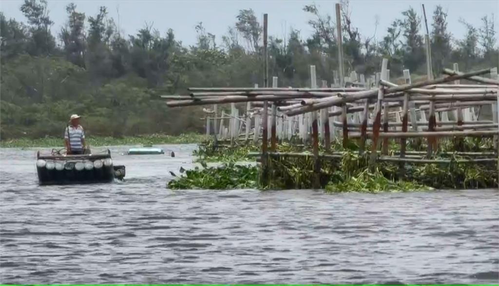 大雨！台南將軍溪布袋蓮沖刷至下游　入侵蚵仔養殖區恐釀缺氧、蚵農頭大