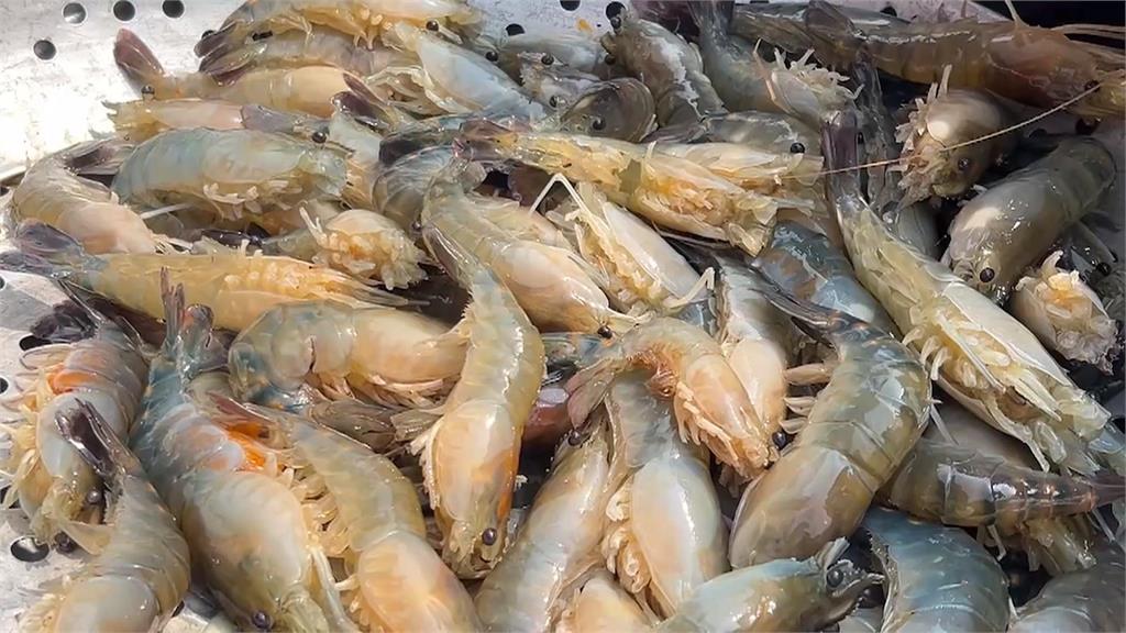 屏東潮州「賽神蝦」拚最大尾！　335克公蝦、199克母蝦奪冠