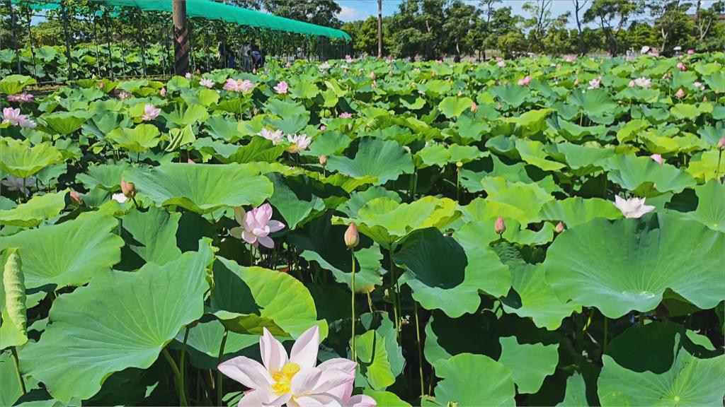 夏蓮盛開! 桃園蓮花季業主推「蓮子冰」 賞蓮又消暑