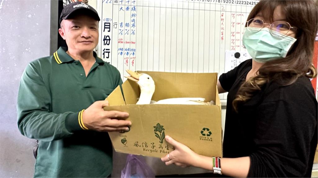 小鴨受傷迷途巧遇好心人 海巡科員救援助治療找新家