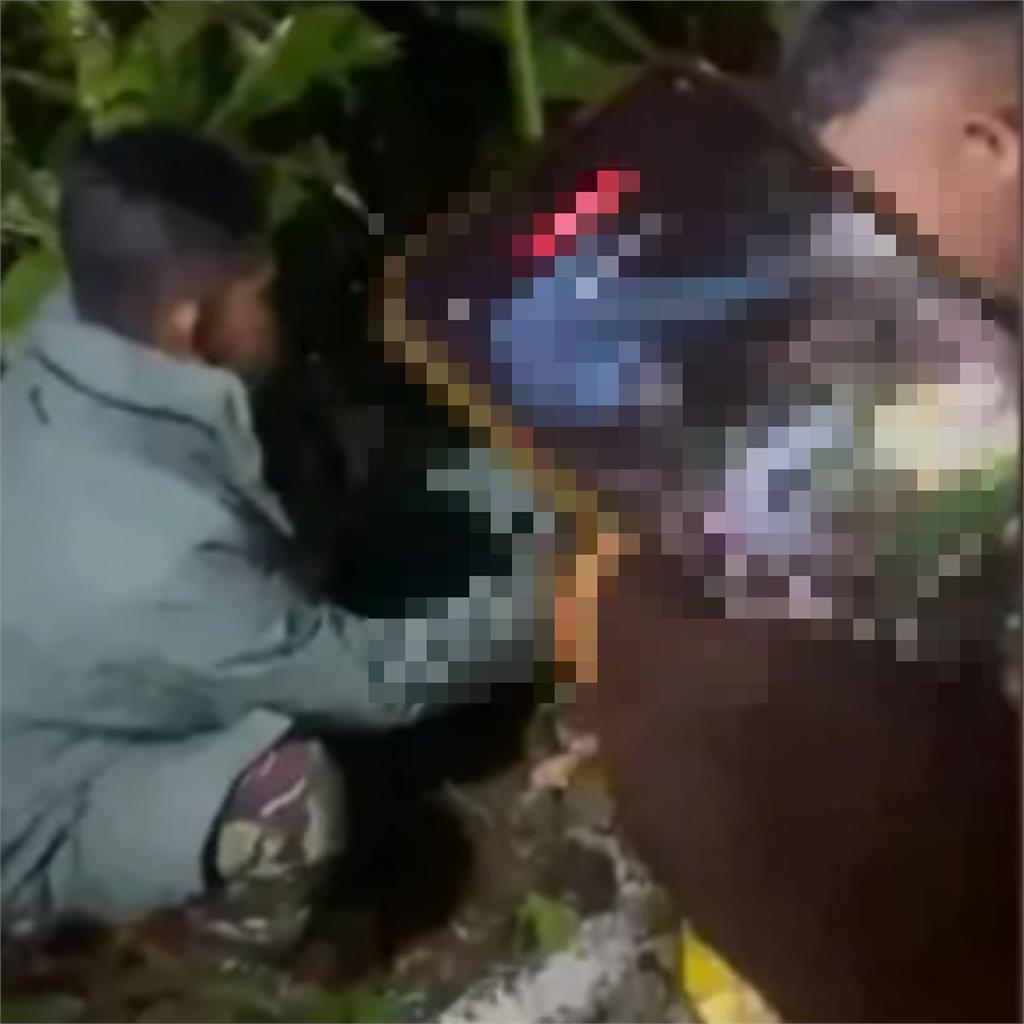 41歲婦人深夜失蹤!夫摸黑找人驚見「妻遭巨蟒活吞」半身卡蛇嘴裡慘死模樣曝