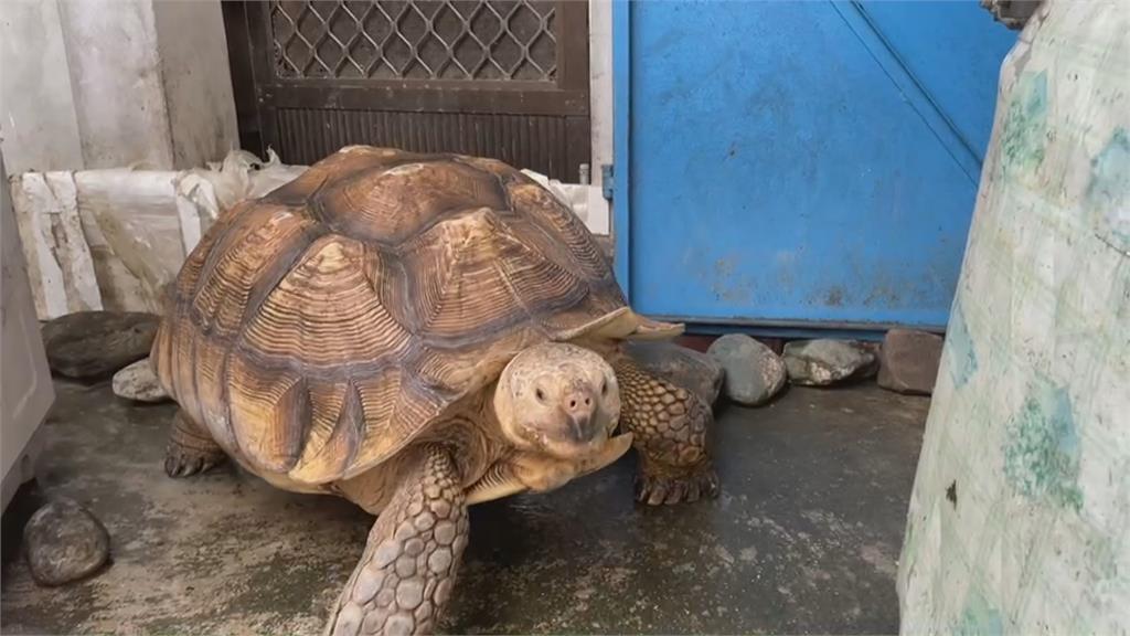 阿嬤的龜龜怎麼那麼可愛！　阿嬤養了21年！　一人一龜散步成奇觀