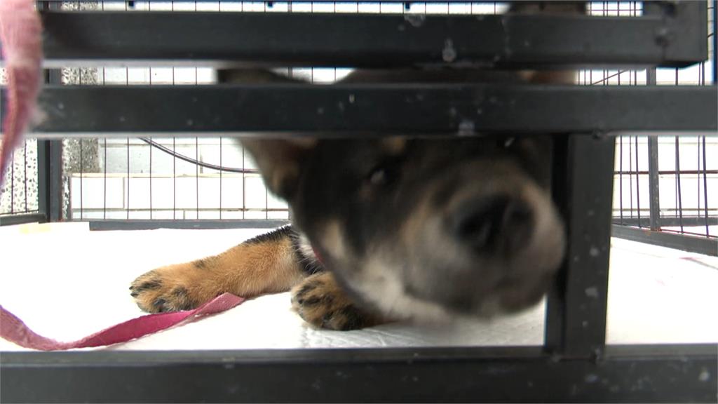 領養代替購買!新竹縣柴犬認養「200人搶13隻」 飼主還要先通過考試