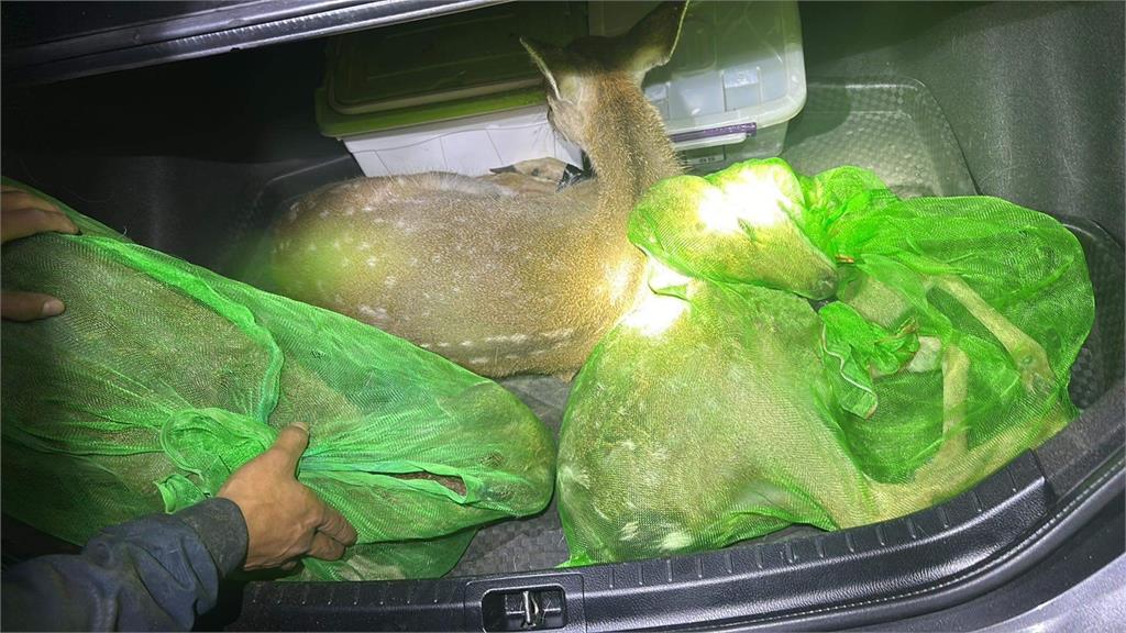 殘忍!恆春梅花鹿遭殺害棄屍 檢方逮捕盜獵集團4人