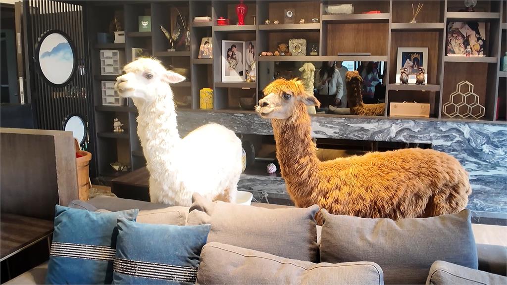 寵物羊駝年收破千萬！　王宥忻再打造二手公益店